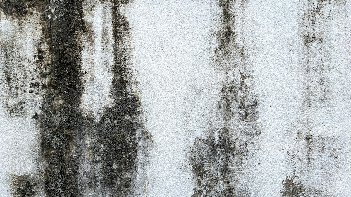 Black mould growing on a white wall